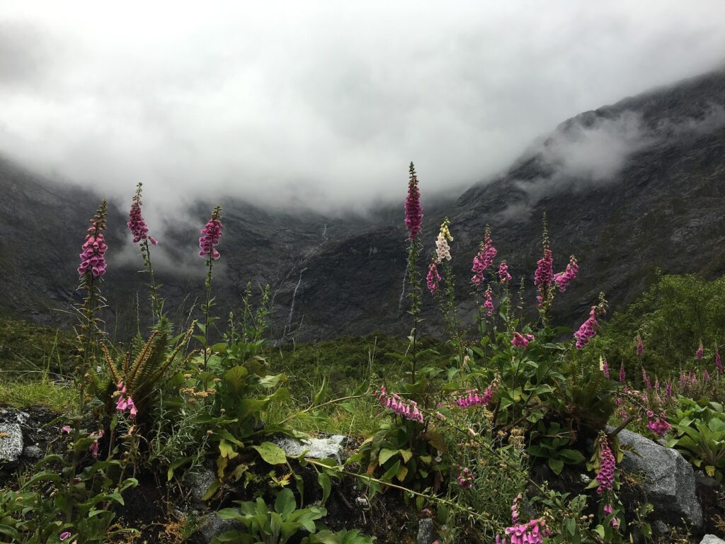 flower and falls 2 2016